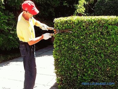 Kako napraviti hedge u zemlji vlastitim rukama (+ fotografije)